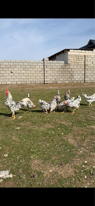 Инкубационный яйцо Леггорн долматинец