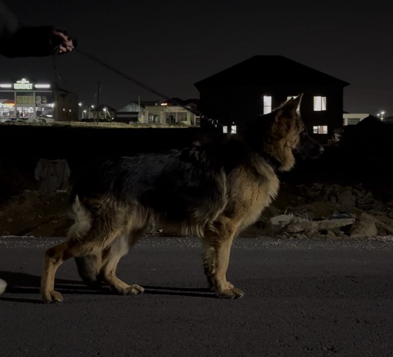 Немецкая овчарка