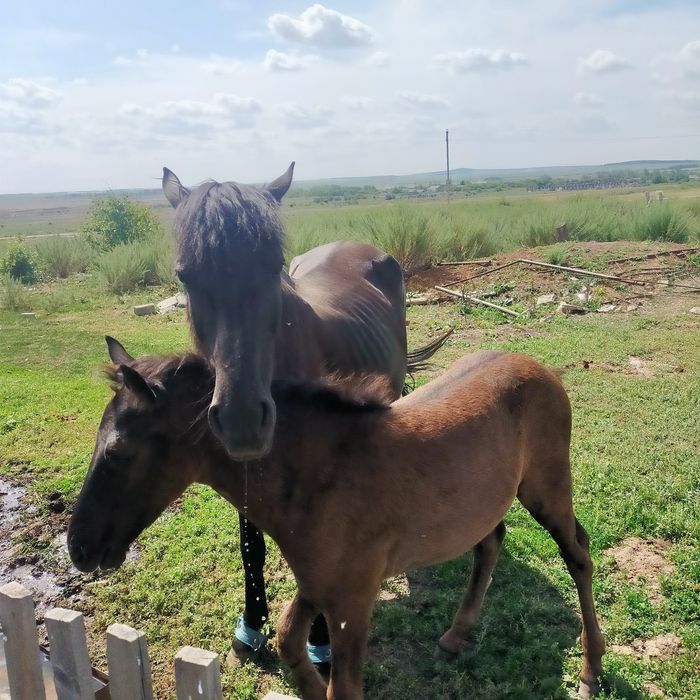 Продам кобылу жиребую