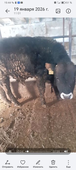 Откормда жемде тұрған букалар сатам