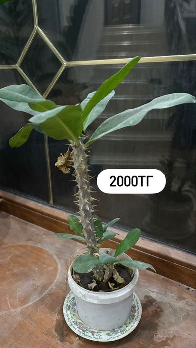 Молочай, эухарис, фикус макламе