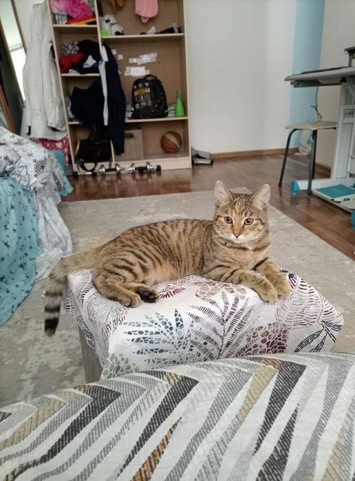 Кошка отдам в добрые руки.