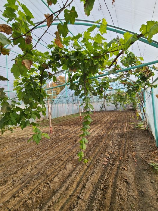 Типлитса 2.35 сотих