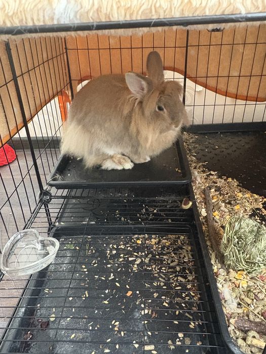 Декоративный кролик