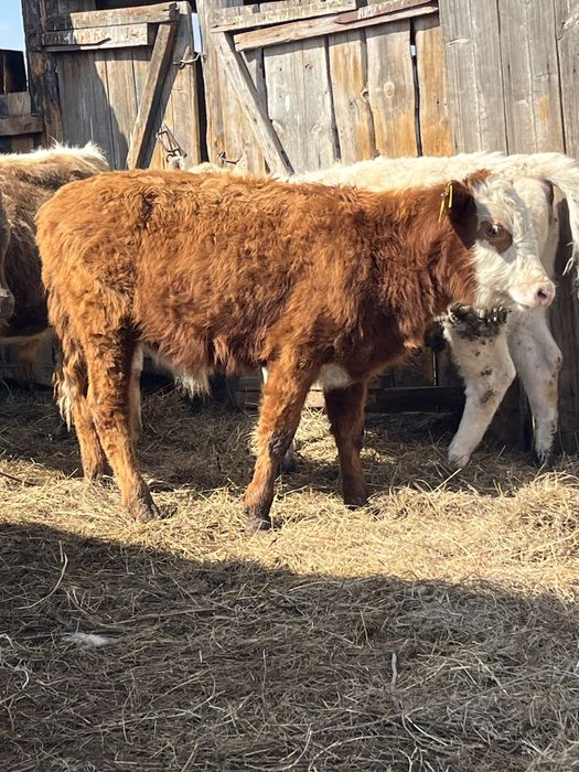 Продам бычков и телочку