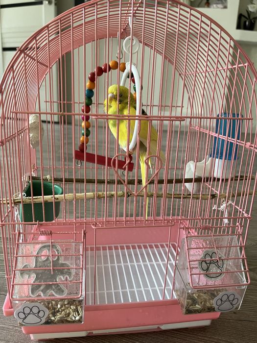 Продам попугая с клеткой.