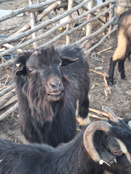 Se vând aceste animale , sau  la schimb  pe  purcei .