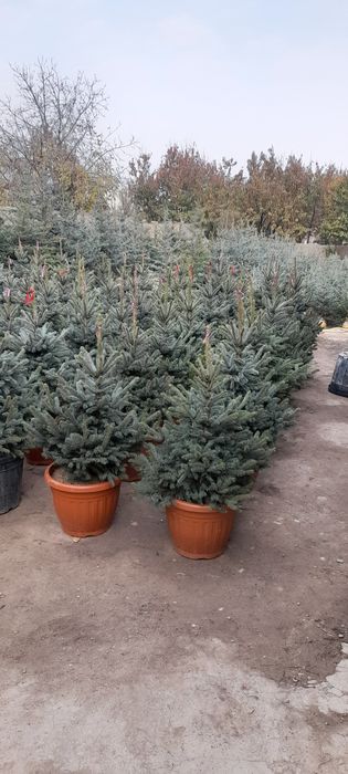 Archalar turli xildagi