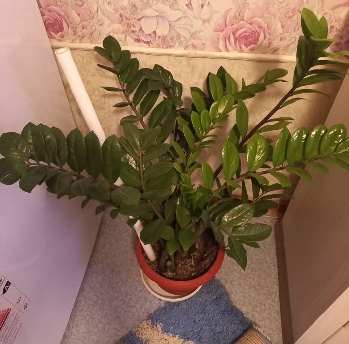 Замиакулькас (долоровое дерево) Продам