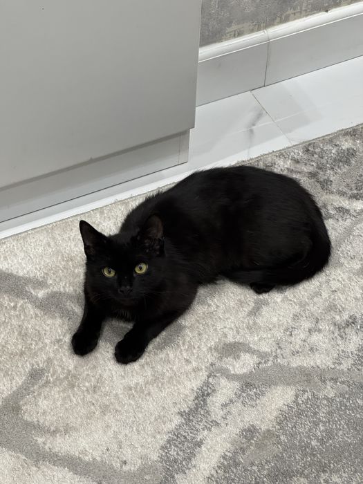 Отдадим котенка