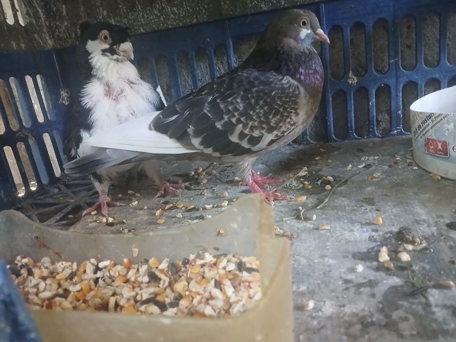 Vánd porumbei  voiajori  puii  urgent