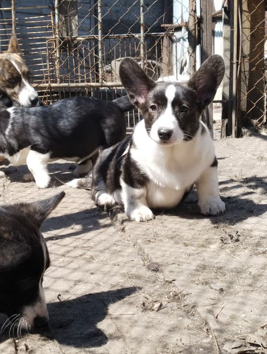 Мальчик вельш корги кардиган
