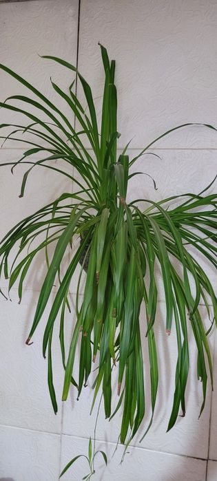 Цветы комнатные, разные