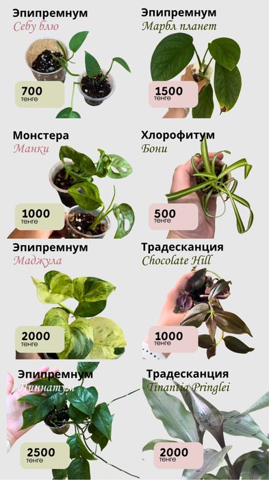 Комнатные растения разные