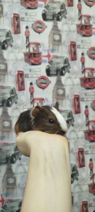 Продам морских свинок