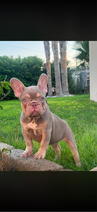 Bulldog francez isabella