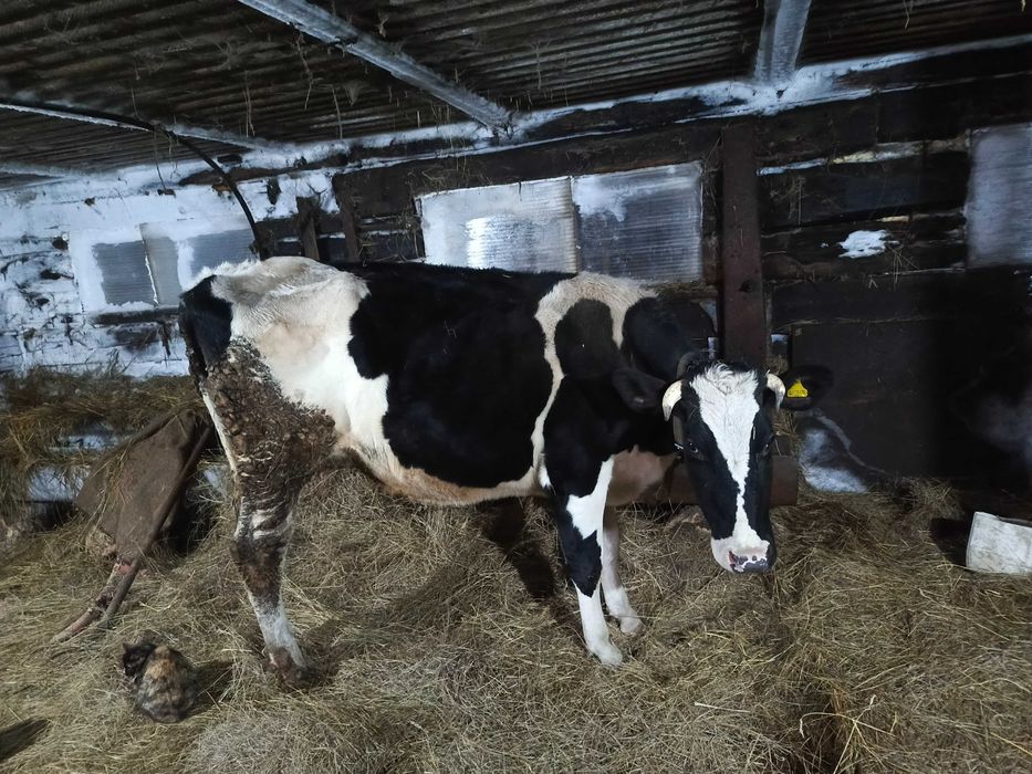 Продам перво телку