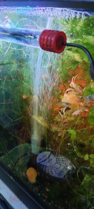 Електронен термометър за Аквариум