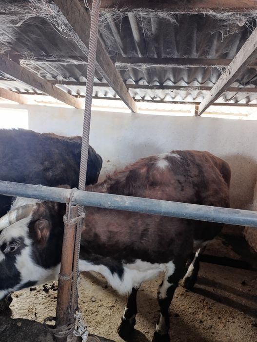 Продаю стельных  коров