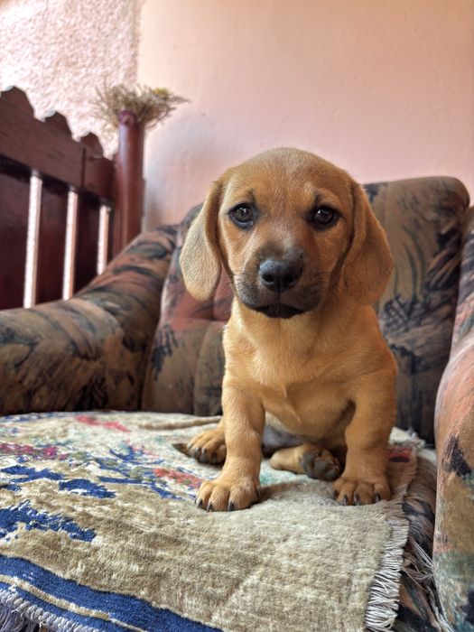 Cățelușă spre adopție – talie mică, 3 luni