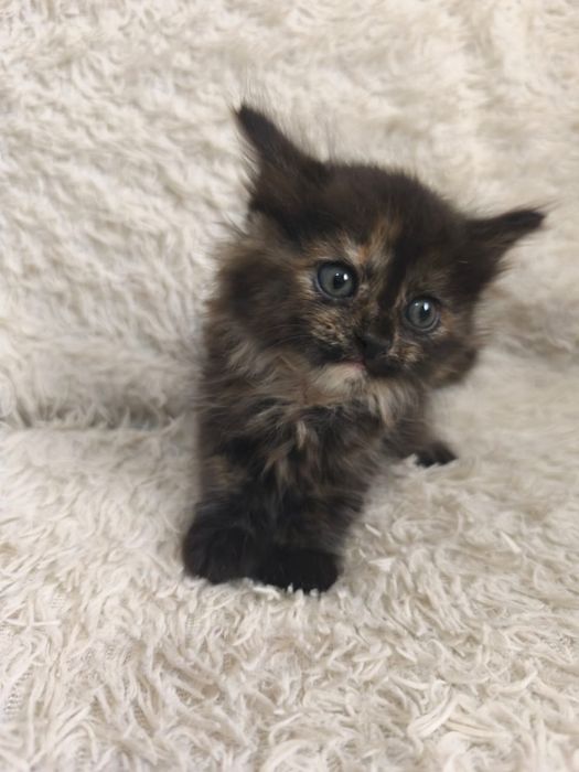 2котенка девочек мальенкие