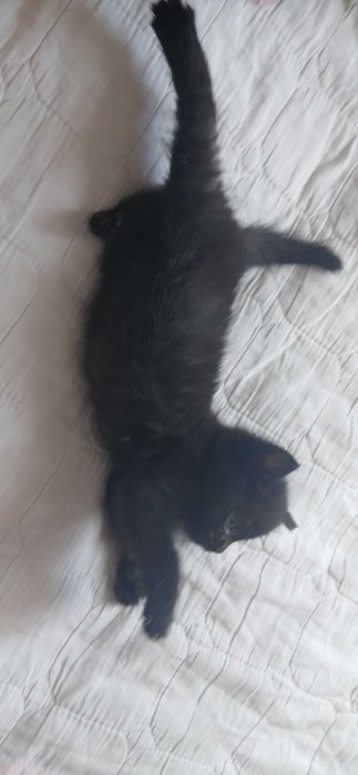 Отдам котенка в добрые руки