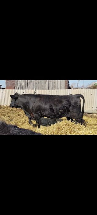 Продам быков ...