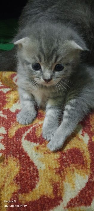 Кот висло ухи продается