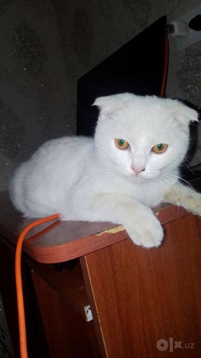 скотч фолд мушук