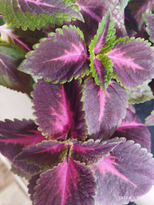 Комнатные цветы продам недорого