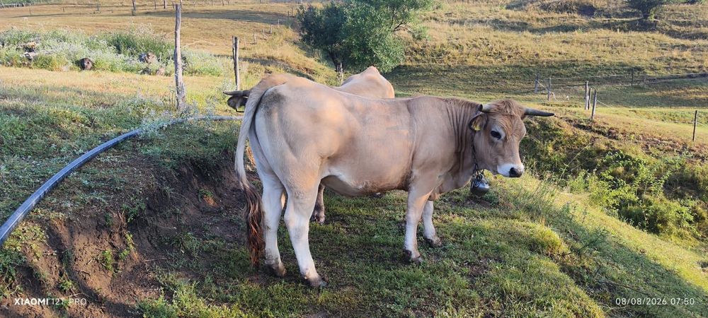 Lot 5 juninci montate din rasa Aubrac