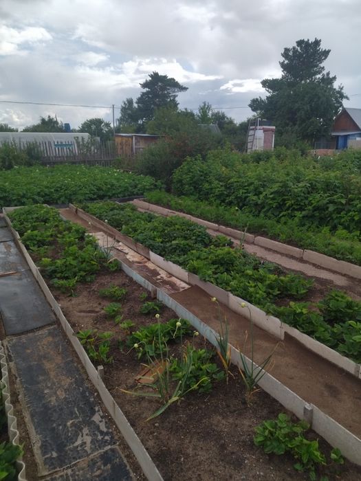 Дача в обществе Ромашка