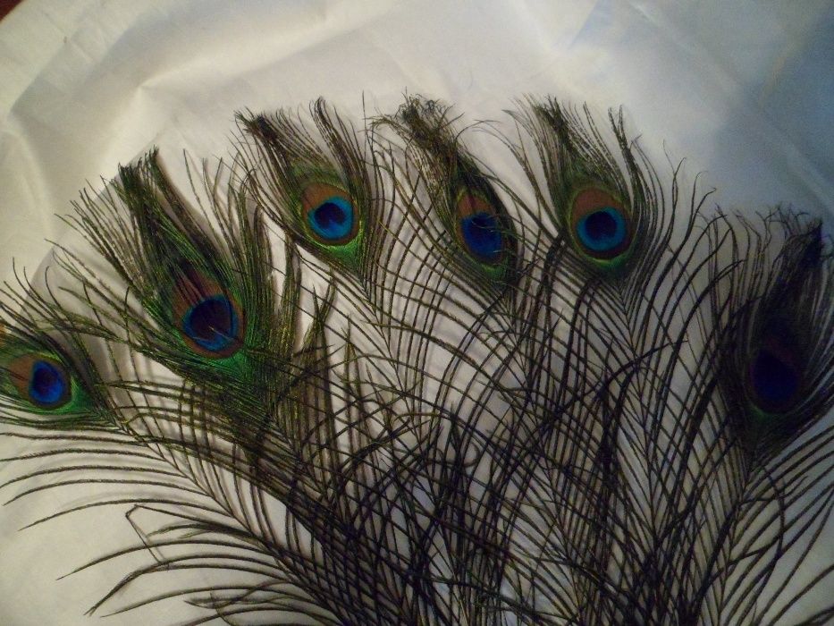 Павлин перья 45 см высота