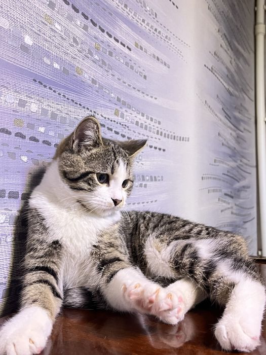 скоттиш страйт 5 - месяцев