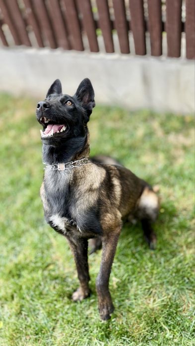 Belgian Malinois