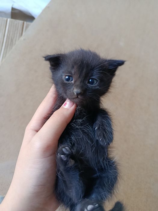 Продается скотттиш фолд котенок