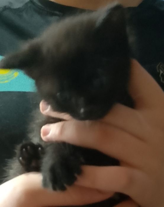 Отдам котят в добрые руки