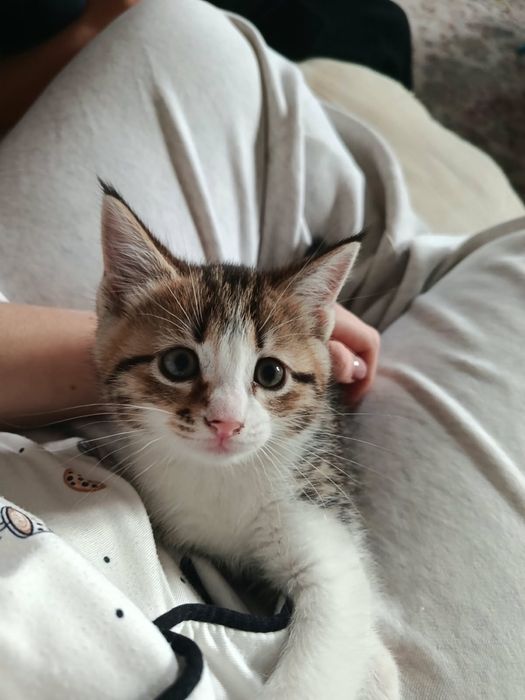 Отдам котенка в добрые руки