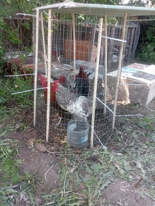 Продам  петехов взрослых