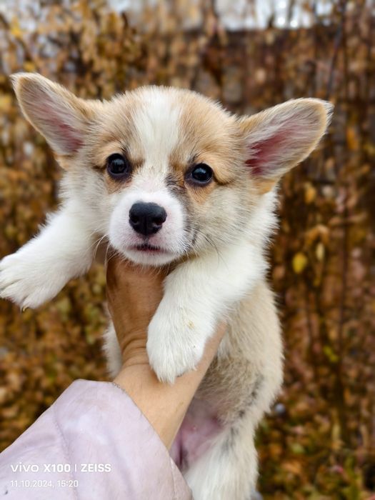 Щенки вельш корги пемброк.