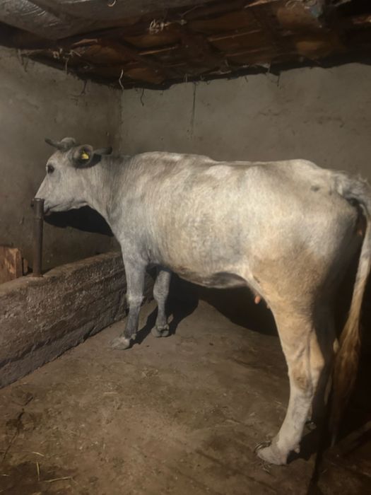 Продается корова!