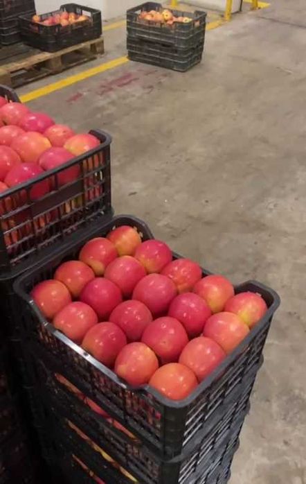 Олмалар сотилади