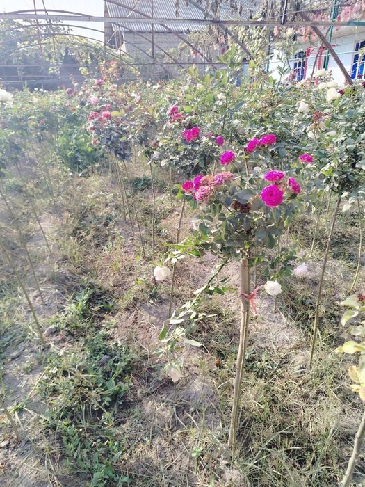 Atirgul kuchat shtampovi roza (#namatak#)