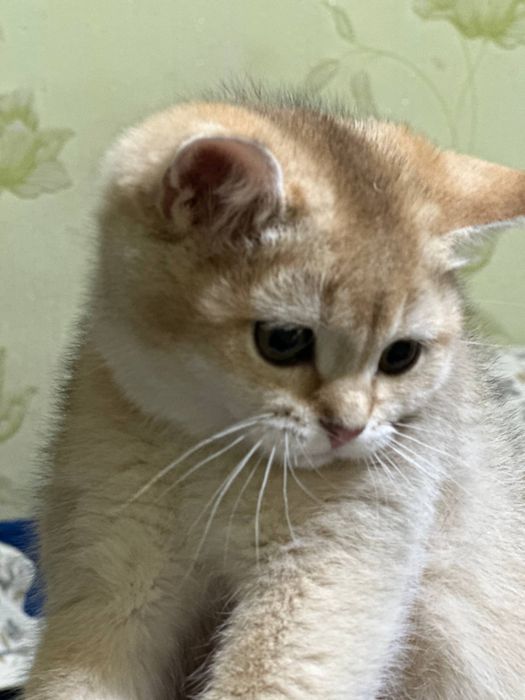 Котенок золотая шиншила