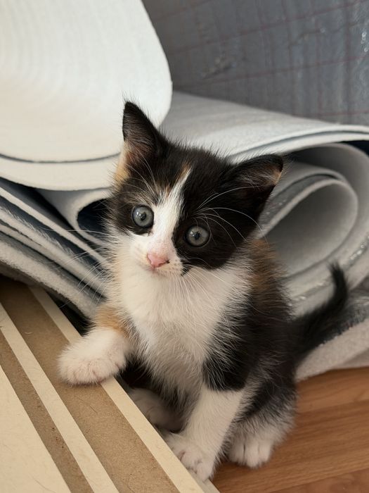 Отдам котенка в добрые руки