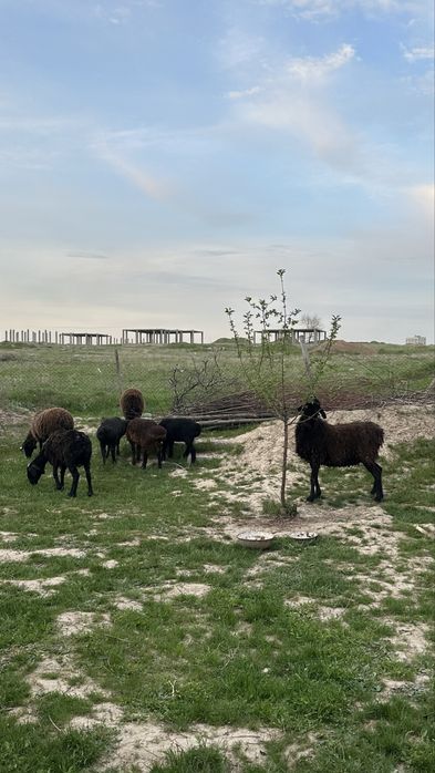 Кой кои сатылады срочно