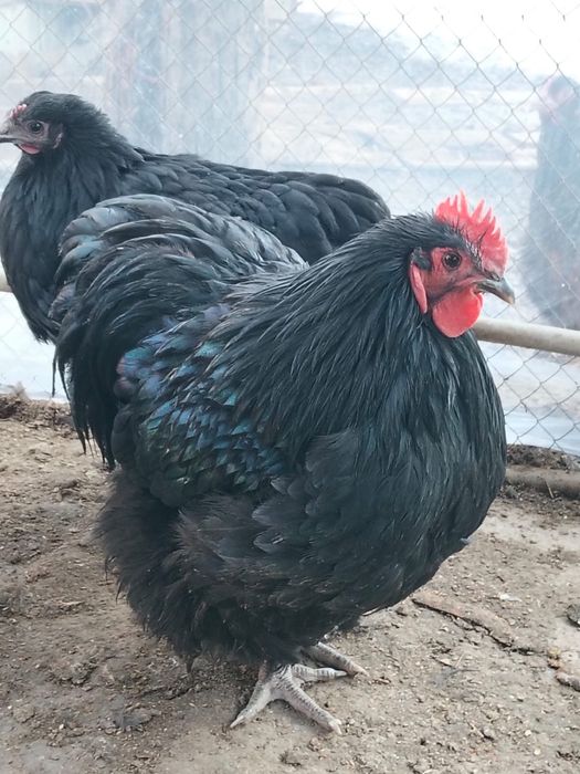 Инкубационные яйца