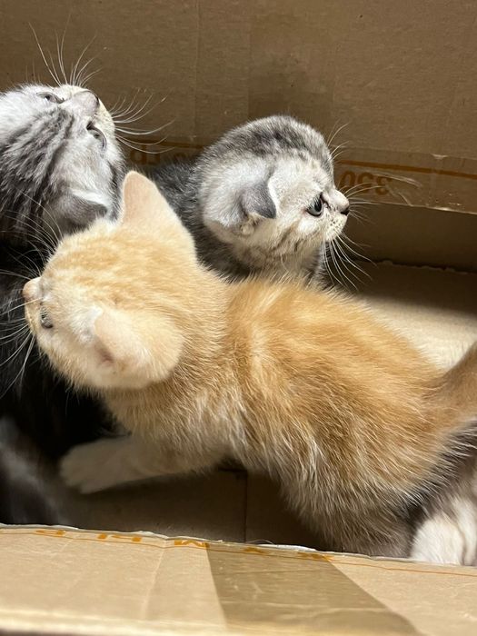 Котята британцы шотландцы