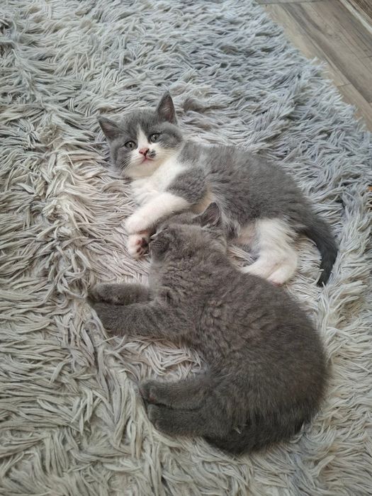 Британско късокосместо коте