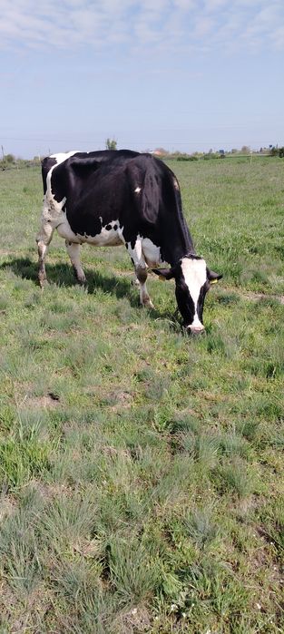 Vand vaca rasa holstein